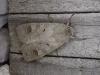 Ammoconia caecimacula